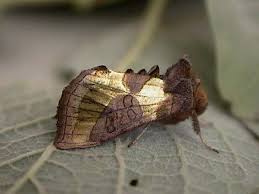 Attēlu rezultāti vaicājumam “Diachrysia tutti”