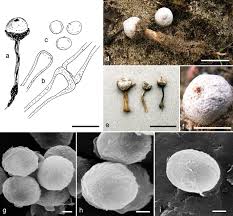 Attēlu rezultāti vaicājumam “Tulostoma fimbriatum”