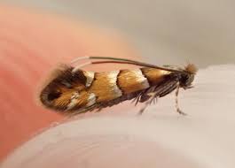 Attēlu rezultāti vaicājumam “Phyllonorycter sp.”