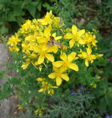 Image result for Johanniskraut