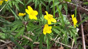 Attēlu rezultāti vaicājumam “Anemone ranunculoides leaf”