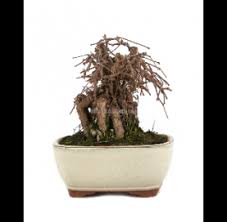 Image result for parthenocissus bonsai