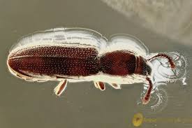 Attēlu rezultāti vaicājumam “Silvanidae”