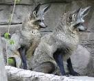 The Bat-Eared Fox – Did You Ever See a Fox Fly? ~ The Ark In Space