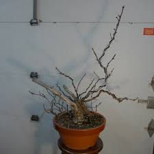 Image result for parthenocissus bonsai