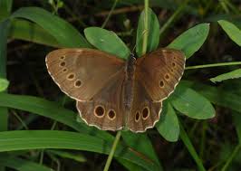 Attēlu rezultāti vaicājumam “Lopinga achine underside”