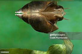 Attēlu rezultāti vaicājumam “Lymnaea stagnalis”