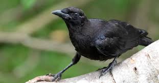 Attēlu rezultāti vaicājumam “Corvidae”