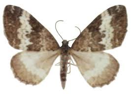 Attēlu rezultāti vaicājumam “Perizoma affinitata”