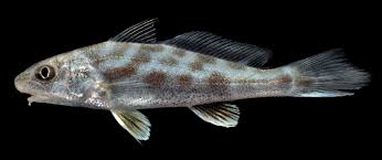Image result for Menticirrhus americanus