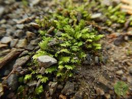 Attēlu rezultāti vaicājumam “Fissidens osmundoides”