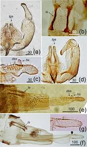 Attēlu rezultāti vaicājumam “Lasioptera rubi larva”
