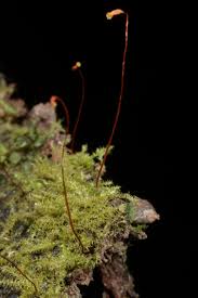 Attēlu rezultāti vaicājumam “Campylophyllum sommerfeltii”