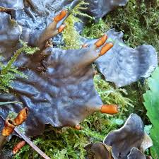 Attēlu rezultāti vaicājumam “Peltigera”