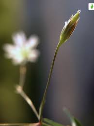 Attēlu rezultāti vaicājumam “Stellaria palustris flower”