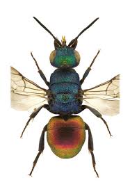 Attēlu rezultāti vaicājumam “Hedychrum sp.”