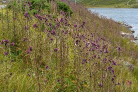 Attēlu rezultāti vaicājumam “Cirsium palustre flower”