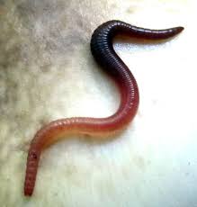 Attēlu rezultāti vaicājumam “Lumbricidae”