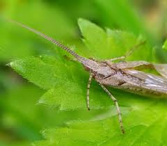 Attēlu rezultāti vaicājumam “Glyphotaelius pellucidus”