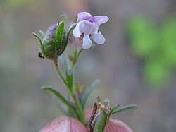 Attēlu rezultāti vaicājumam “Microrrhinum minus flower”