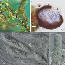 Attēlu rezultāti vaicājumam “Bryoerythrophyllum recurvirostrum sporophyte”