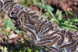 Attēlu rezultāti vaicājumam “Malacosoma castrensis larva”