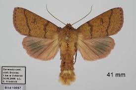 Attēlu rezultāti vaicājumam “Mythimna turca”