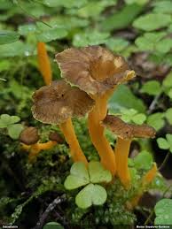 Attēlu rezultāti vaicājumam “Fuligo licentii young”