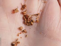 Attēlu rezultāti vaicājumam “Cladium mariscus fruit”