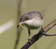 Image result for Sylvia hortensis