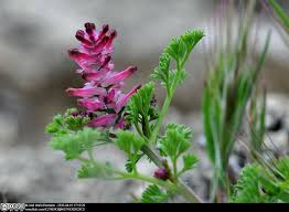 Image result for Fumaria officinalis