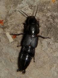 Attēlu rezultāti vaicājumam “Quedius dilatatus”