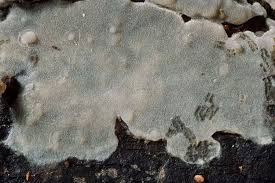 Attēlu rezultāti vaicājumam “Radulomyces confluens”