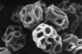 Attēlu rezultāti vaicājumam “Urocystis anemones spores”