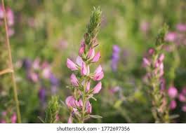 Attēlu rezultāti vaicājumam “Ononis arvensis flower”