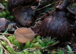 Attēlu rezultāti vaicājumam “Helvella macropus”