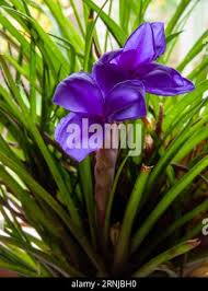 Image result for tillandsia umbellata