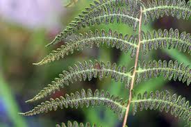 Attēlu rezultāti vaicājumam “Thelypteris palustris”