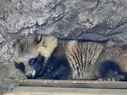 Attēlu rezultāti vaicājumam “Nyctereutes procyonoides”