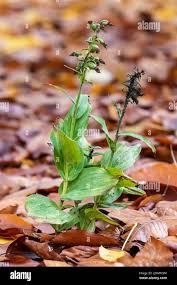 Attēlu rezultāti vaicājumam “Epipactis helleborine fruit”