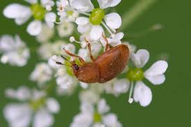 Attēlu rezultāti vaicājumam “Cychramus luteus”