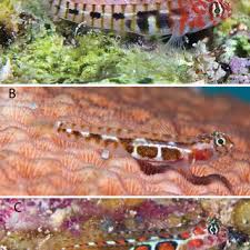 Image result for Calamus nodosus