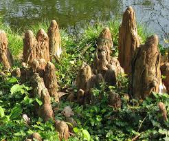 Attēlu rezultāti vaicājumam “Taxodium distichum”