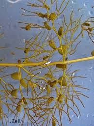 Attēlu rezultāti vaicājumam “Utricularia vulgaris”