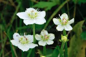 Attēlu rezultāti vaicājumam “Parnassia palustris bud”