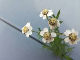 Attēlu rezultāti vaicājumam “Achillea ptarmica fruit”