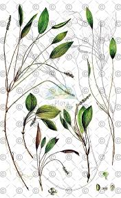 Attēlu rezultāti vaicājumam “Potamogeton compressus”