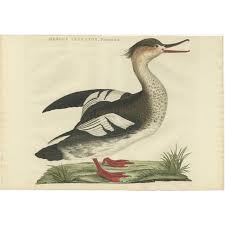 Attēlu rezultāti vaicājumam “Mergus serrator female”