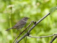 Image result for Phylloscopus schwarzi