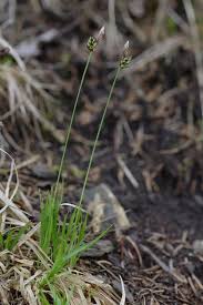 Attēlu rezultāti vaicājumam “Carex montana”